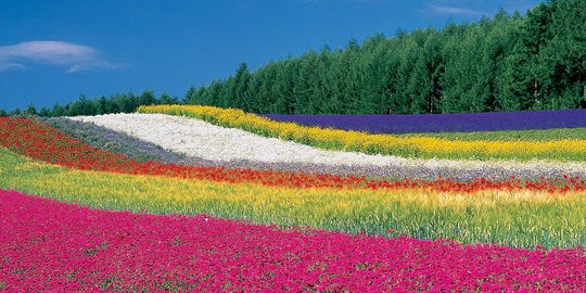 Liburan ke Jepang, jangan lupa lihat keindahan bunga di Tomita