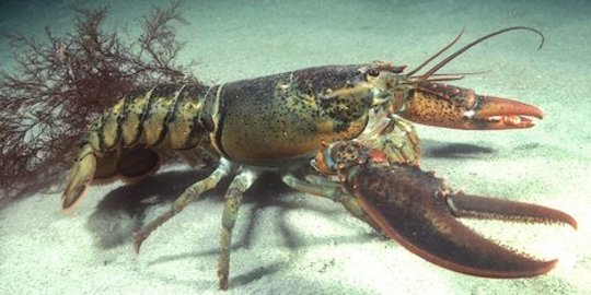 Vietnam raup Rp 40 T per tahun jual lobster Indonesia