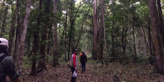Lebaran, jalan menuju Taman Nasional TN Alas Purwo sudah mulus