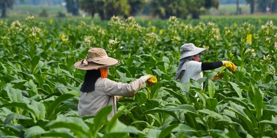 Ekonom: Asing ingin kuasai sektor perdagangan tembakau Tanah Air
