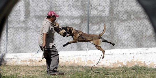 Waspada, gigitan anjing rabies marak di Kalimantan Barat