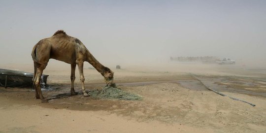 Malangnya ribuan unta milik warga Qatar diusir Arab Saudi