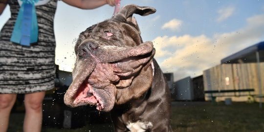 Melihat Kompetisi Anjing Terjelek Dunia di California