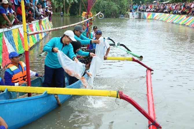 bupati azwar anas tebar benih ikan di sungai