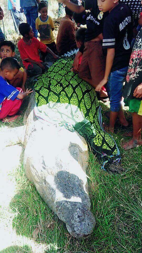 buaya mati di ntt dikubur secara adat