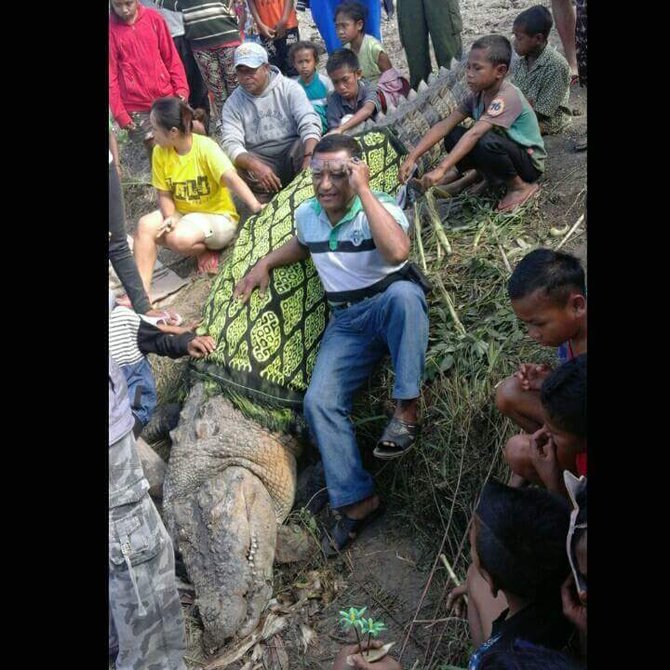 buaya mati di ntt dikubur secara adat