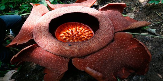 Turis kecewa bunga Rafflesia di Bengkulu dicat pilox pengurus