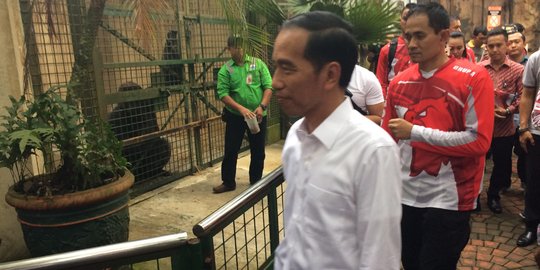 Cerita Jokowi jinakkan gorila saat liburan di Ragunan