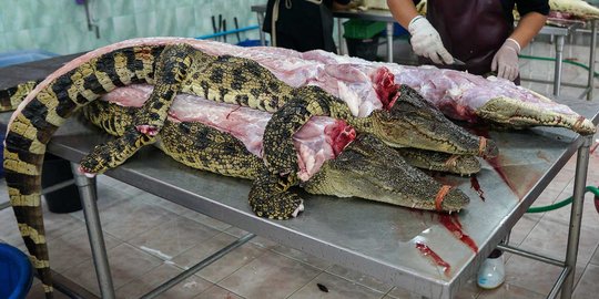 Menengok industri pengolahan kulit buaya di negeri Gajah Putih