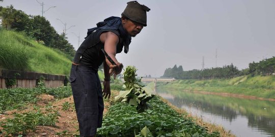 BPS catat nilai tukar petani Juni 2017 naik 0,38 persen