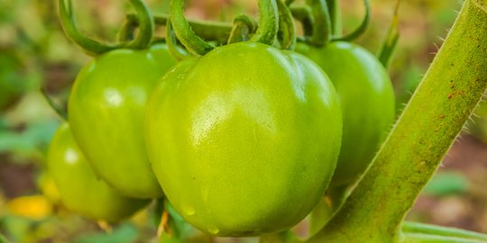 Keajaiban tomat hijau untuk sembuhkan varises perusak penampilan