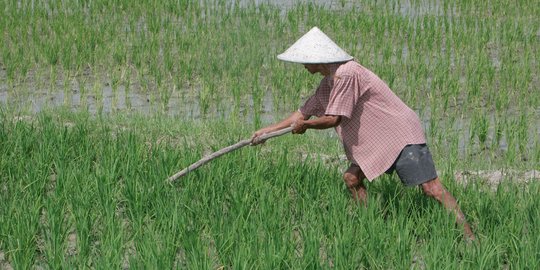 Sederet permintaan pengusaha penggilingan padi ke Mendag Enggar