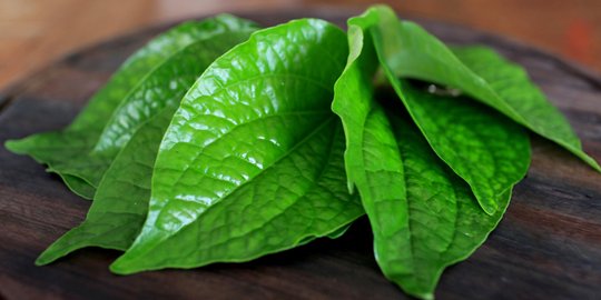 Selain untuk obat sakit gigi, ini 6 keajaiban daun sirih