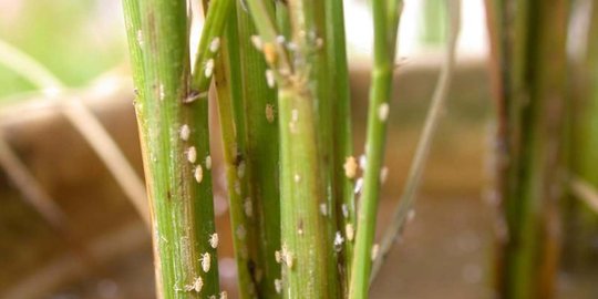 Diserang hama wereng, petani di Mojokerto gagal panen