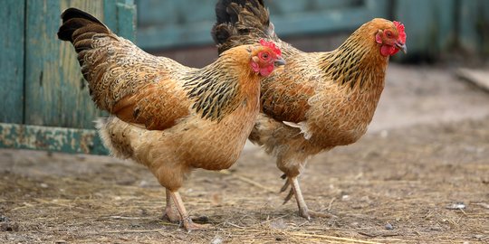 Kadang terbakar, 4 ribu ayam mati terpanggang