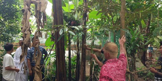 Binaharta temukan pohon pisang bertandan 7 saat kencing di kebun