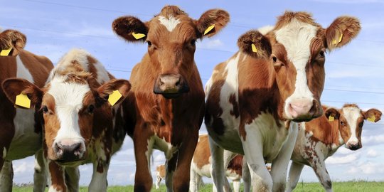 Permintaan susu meningkat, Qatar bakal angkut 4.000 sapi dari Jerman