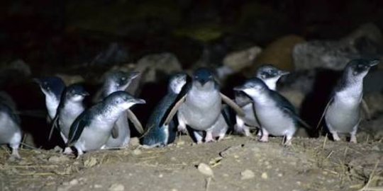 Lucu dan menggemaskannya penguin biru di Selandia Baru