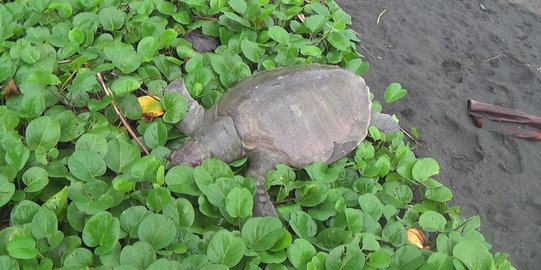 Penyu langka ditemukan membusuk di Pantai Jembrana