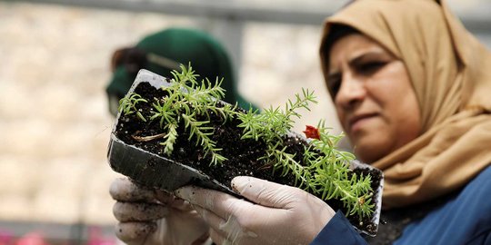 Berkebun di rumah kaca jadi ladang bisnis kaum hawa Palestina