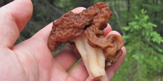 gyromitra esculanta eropa rev1