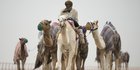Ratusan unta mati kehausan gara-gara perselisihan Saudi-Qatar