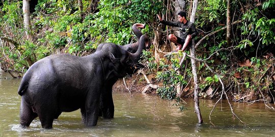 Potret keakraban gajah & sang pawang di kawasan konservasi Ulu Masen