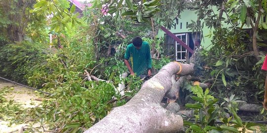 Angin kencang di Banda Aceh, pohon tumbang timpa rumah 