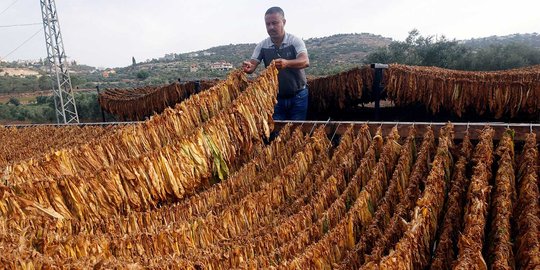 Cara petani Palestina memproduksi tembakau menjadi rokok