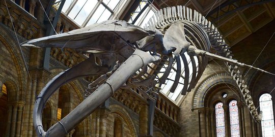 Wujud kerangka mamalia laut raksasa di museum London