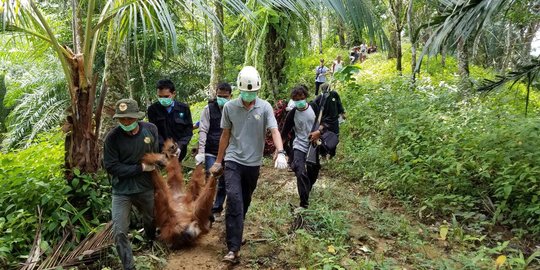 Terisolasi, 5 orangutan dievakuasi ke hutan Gunung Leuser