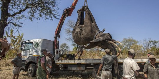 Begini pemindahan ratusan gajah di Malawi