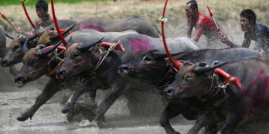 Sambut musim panen, kerbau-kerbau balap Thailand beraksi di sawah