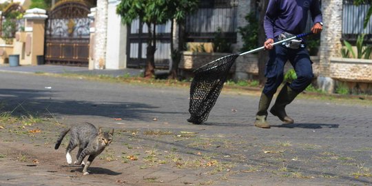 Cegah rabies, kucing liar di Pulogebang ditangkap