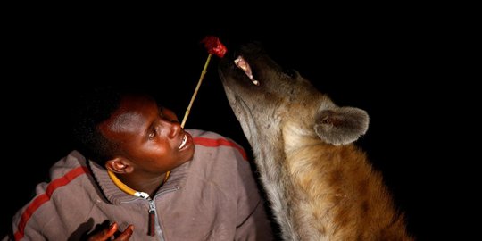 Aksi ekstrem pria Ethiopia beri makan hiena liar
