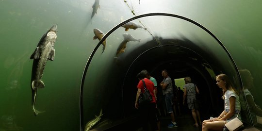 Menyaksikan kehidupan ikan dari terowongan di dalam danau Modra