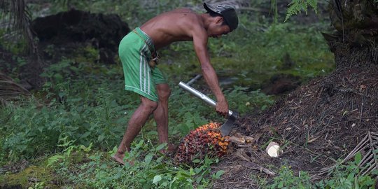 Ada perubahan aturan, nasib pekerja kehutanan tetap terancam