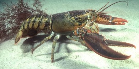 Penangkapan lobster sesuai ukuran untuk kesejahteraan masyarakat