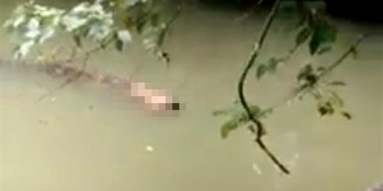 Buaya ini antarkan jasad pria yang disambar ke tepian sungai