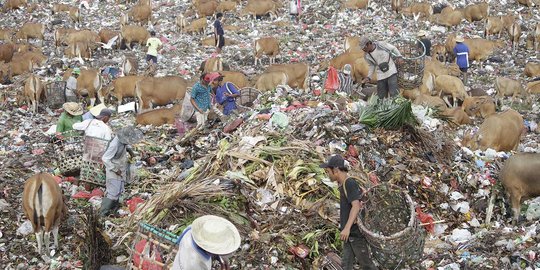 Sapi di Denpasar Selatan makan sampah di TPA Suwung