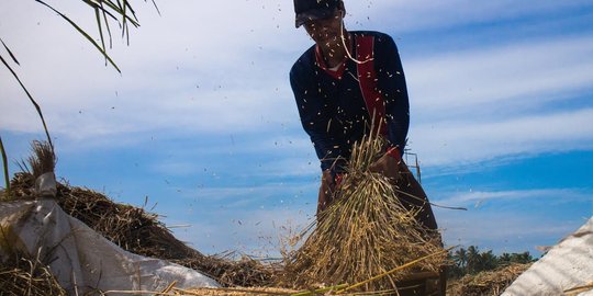 Lahan diserang hama, bulir padi di Kalbar banyak yang kosong
