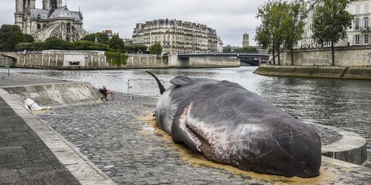 Penampakan paus di pinggir sungai yang hebohkan warga Paris