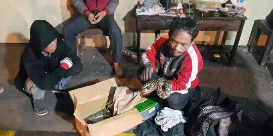 Bawa ular piton dan biawak, Zainuri diamankan polisi Gilimanuk