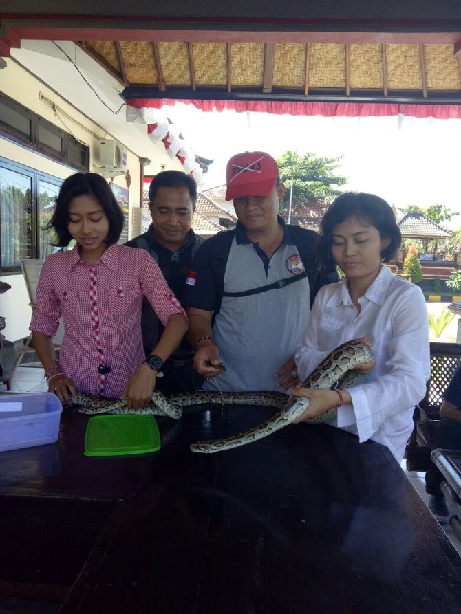 pengendara motor bawa ular piton lewat pelabuhan gilimanuk