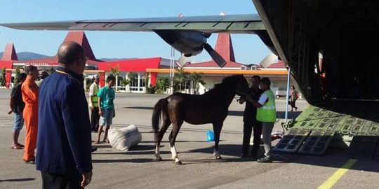 Masyarakat Sumba kirim empat kuda Sandelwood untuk Jokowi dan Kasad