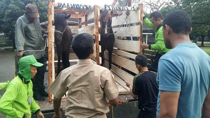 kuda sumba dikirim ke istana negara