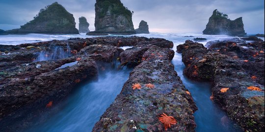 Unik, pantai di Selandia Baru ini dikuasai pasukan bintang laut