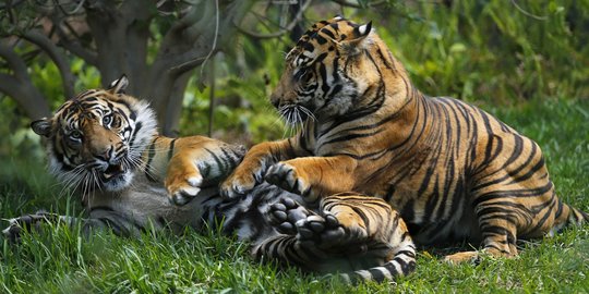 Harimau Sumatera terancam punah