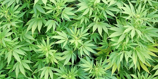 Pemilik 480 kilogram ganja di Aceh diringkus polisi