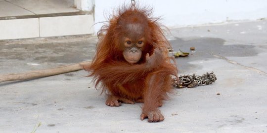 Terpisah dari induknya, anak orangutan ditemukan lemas kelaparan